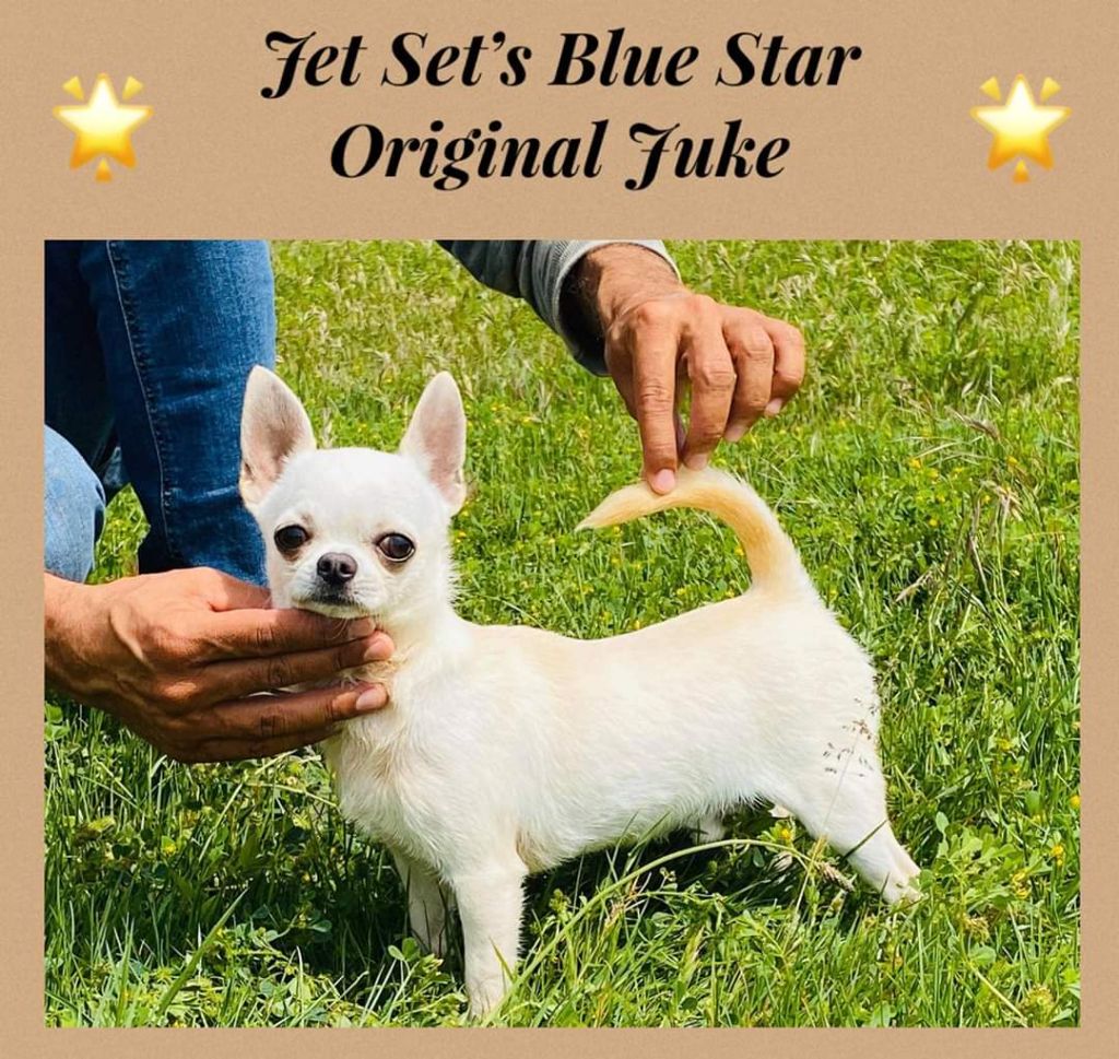 Jet Set's Blue Star Original  juk