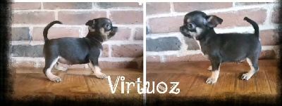 Virtuoz 