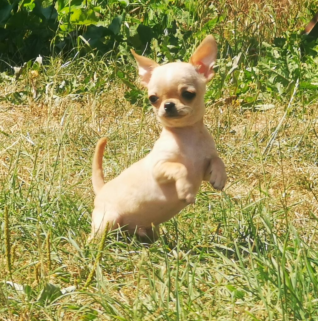 Du Grand Nocq - Chiot disponible  - Chihuahua