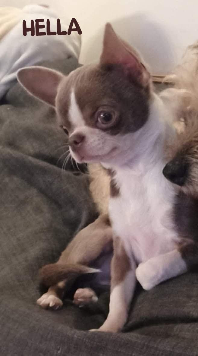 Tinkerbell De La Vallée De Naica