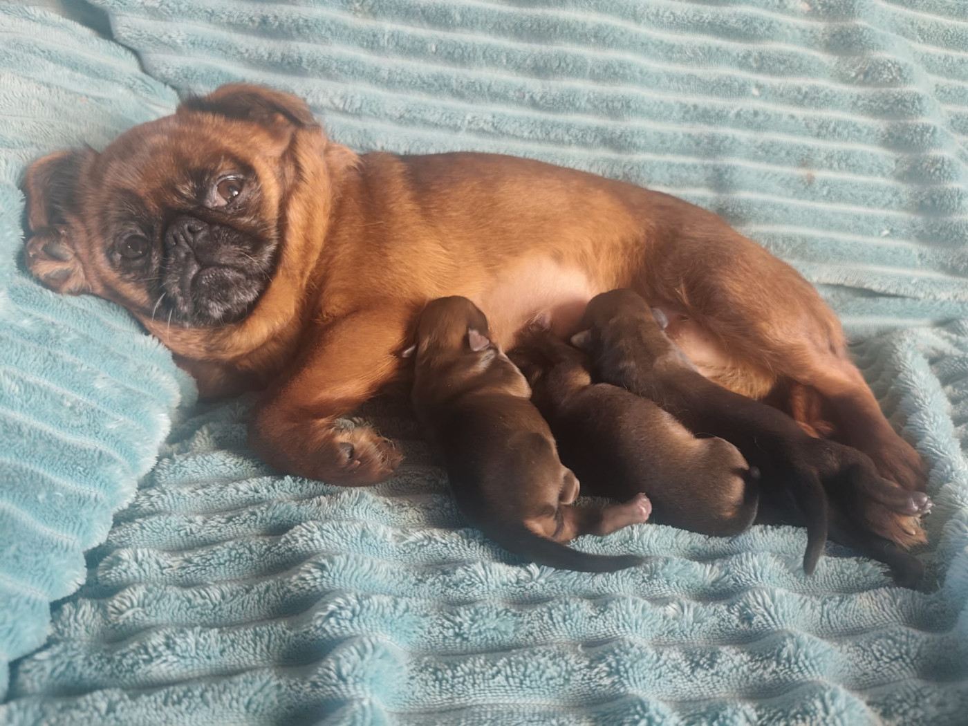 Chiot Petit Brabançon Du Grand Nocq