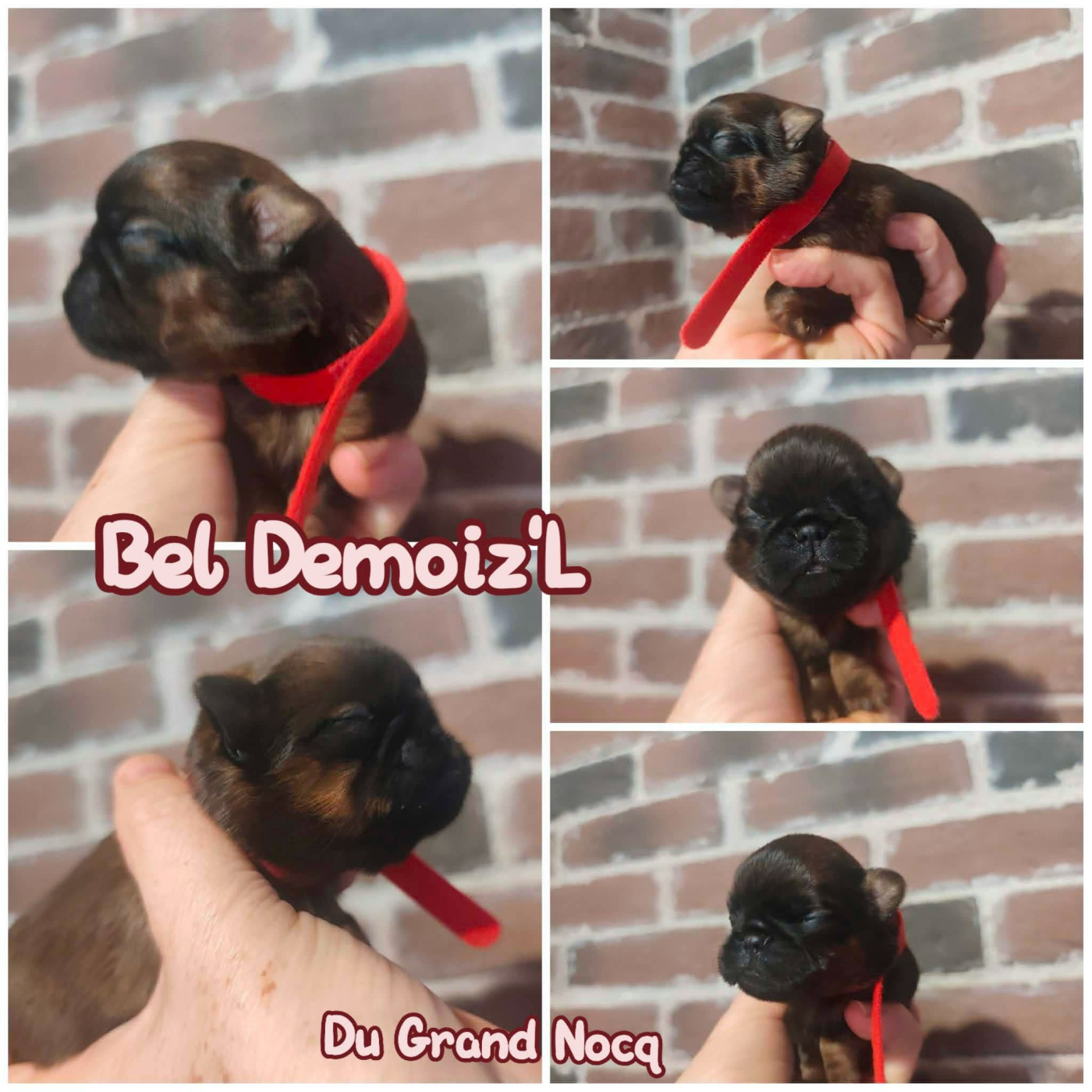 Du Grand Nocq - Chiots disponibles - Petit Brabançon