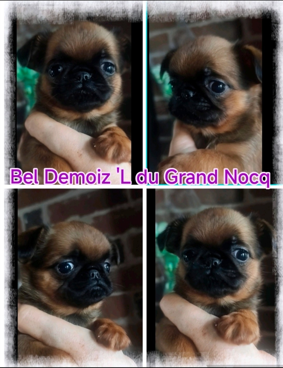 Du Grand Nocq - Chiots disponibles - Petit Brabançon