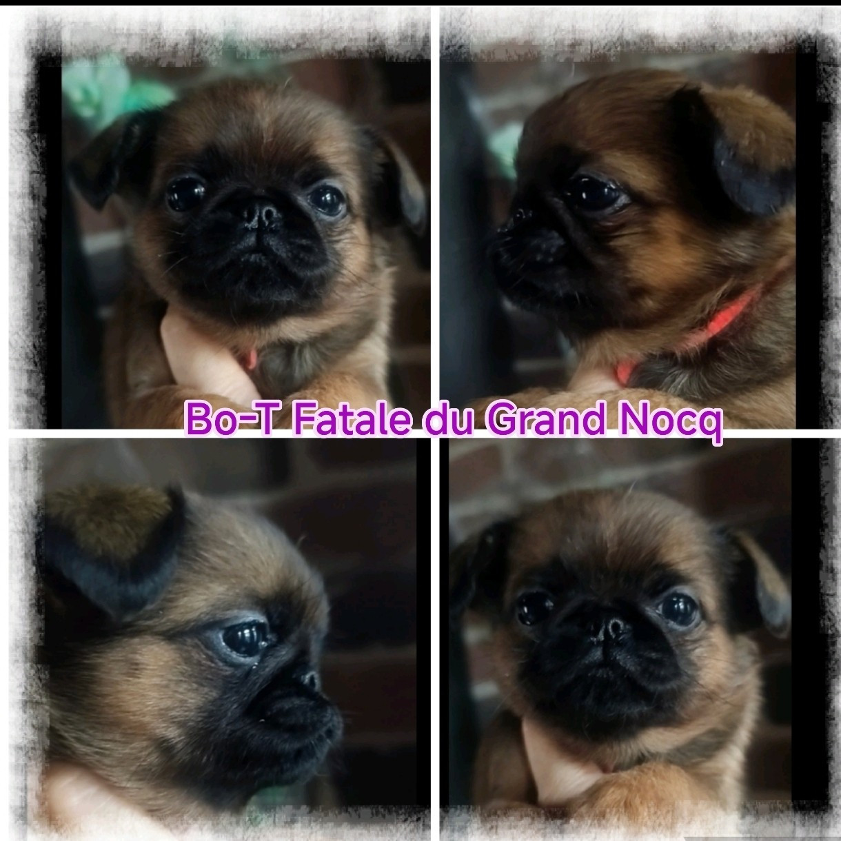 Du Grand Nocq - Chiots disponibles - Petit Brabançon