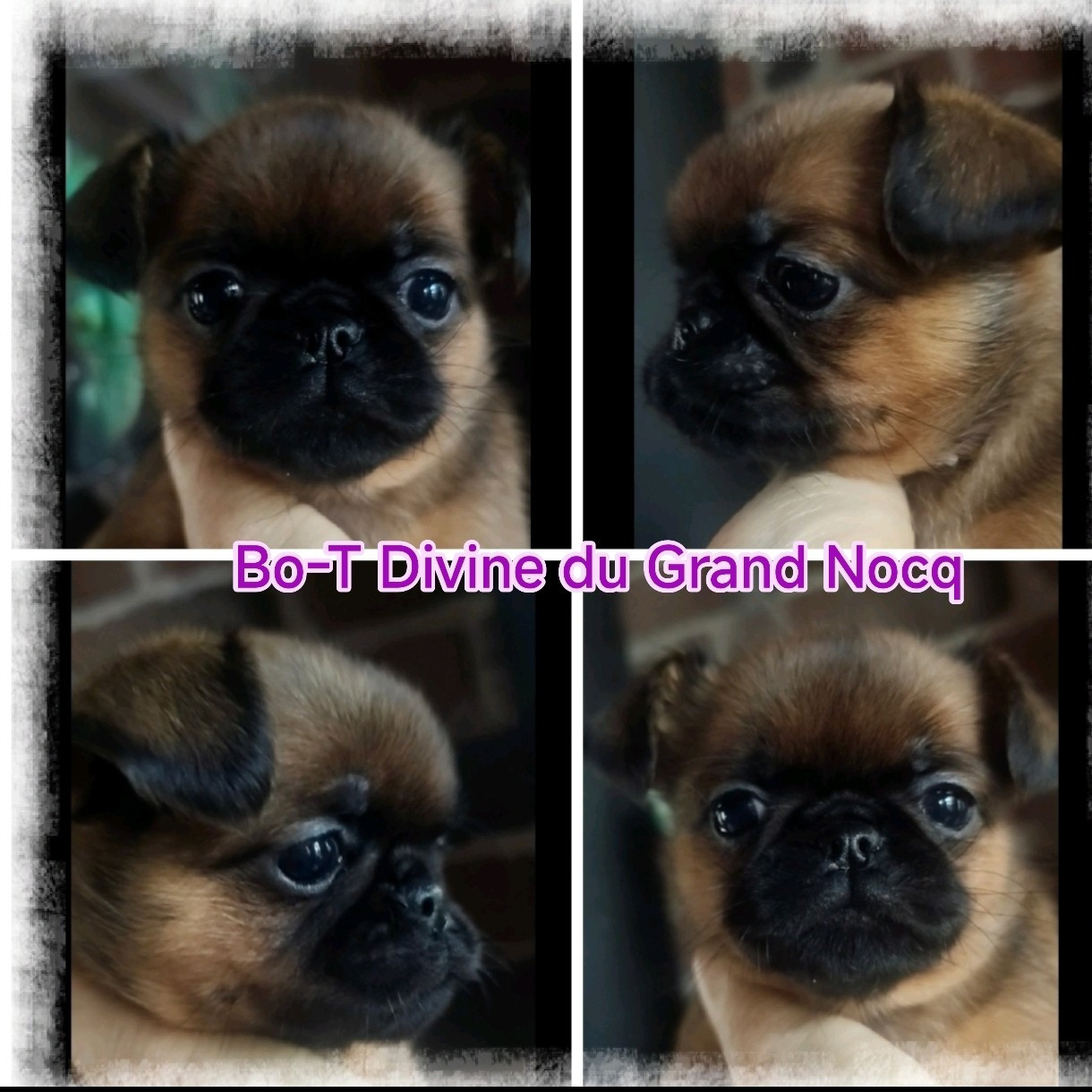 Du Grand Nocq - Chiots disponibles - Petit Brabançon