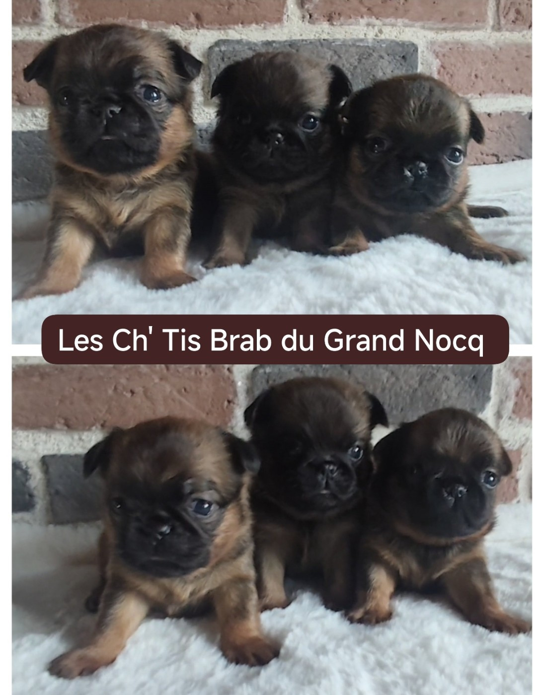 Chiot Petit Brabançon Du Grand Nocq