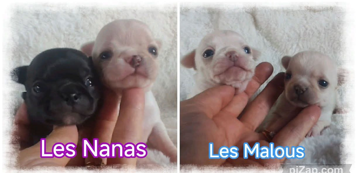 Chiot Chihuahua Du Grand Nocq