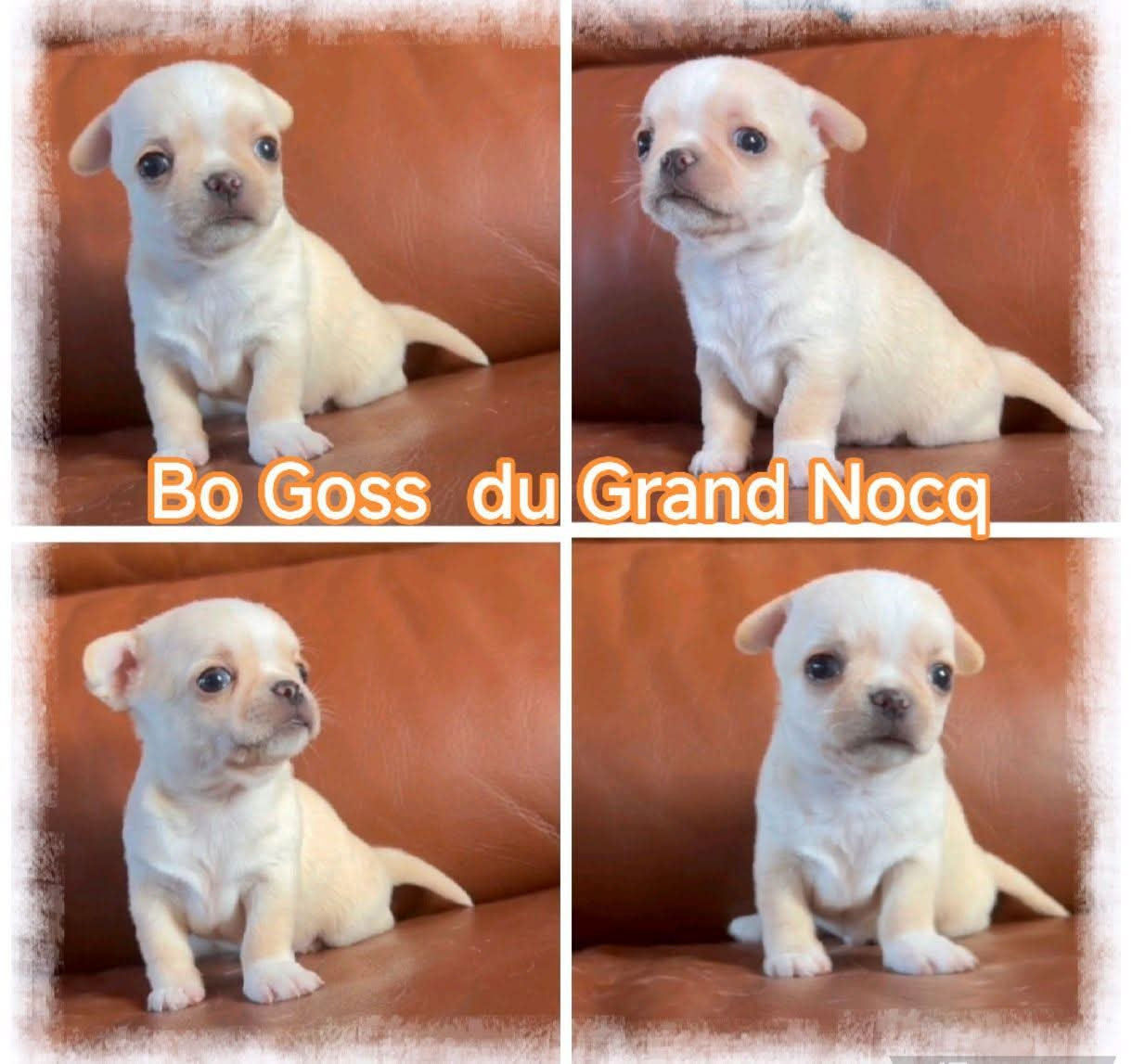 Du Grand Nocq - Chiots disponibles - Chihuahua