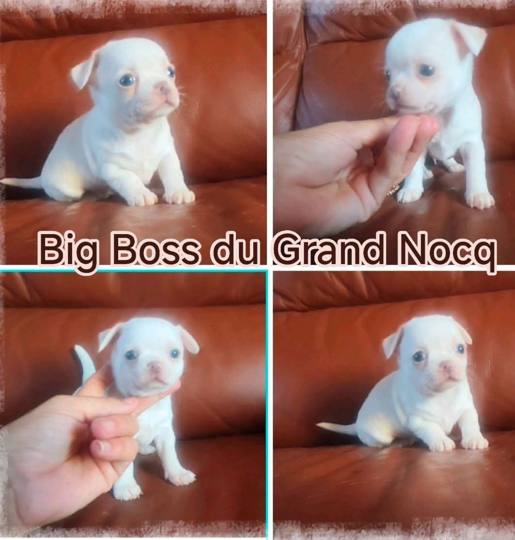 Du Grand Nocq - Chiots disponibles - Chihuahua