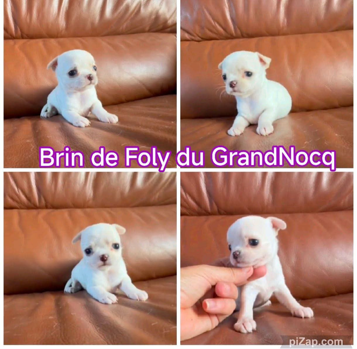 Du Grand Nocq - Chiots disponibles - Chihuahua