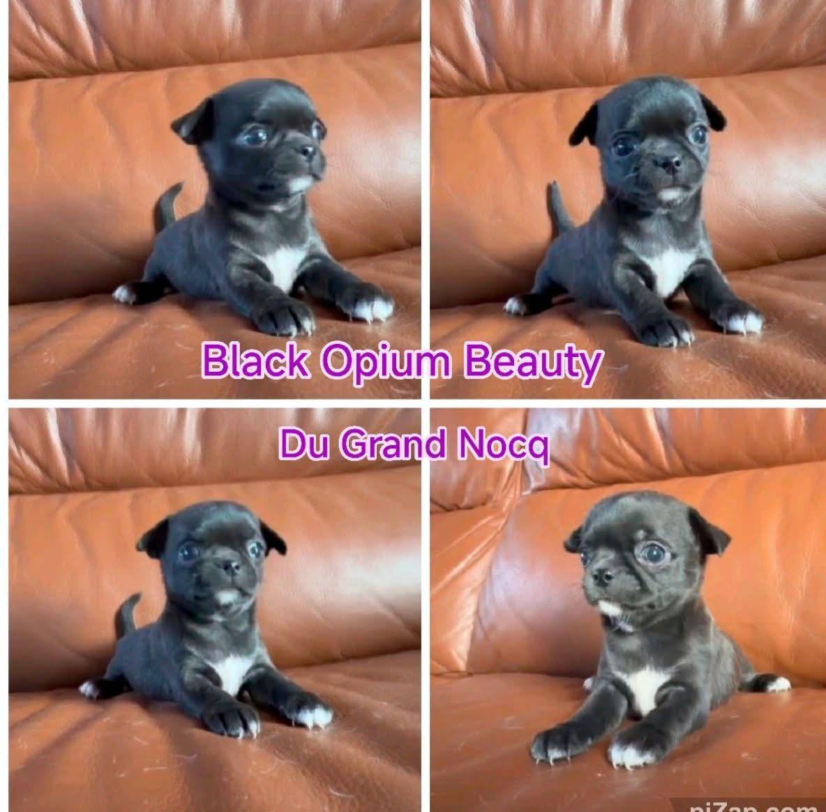 Du Grand Nocq - Chiots disponibles - Chihuahua