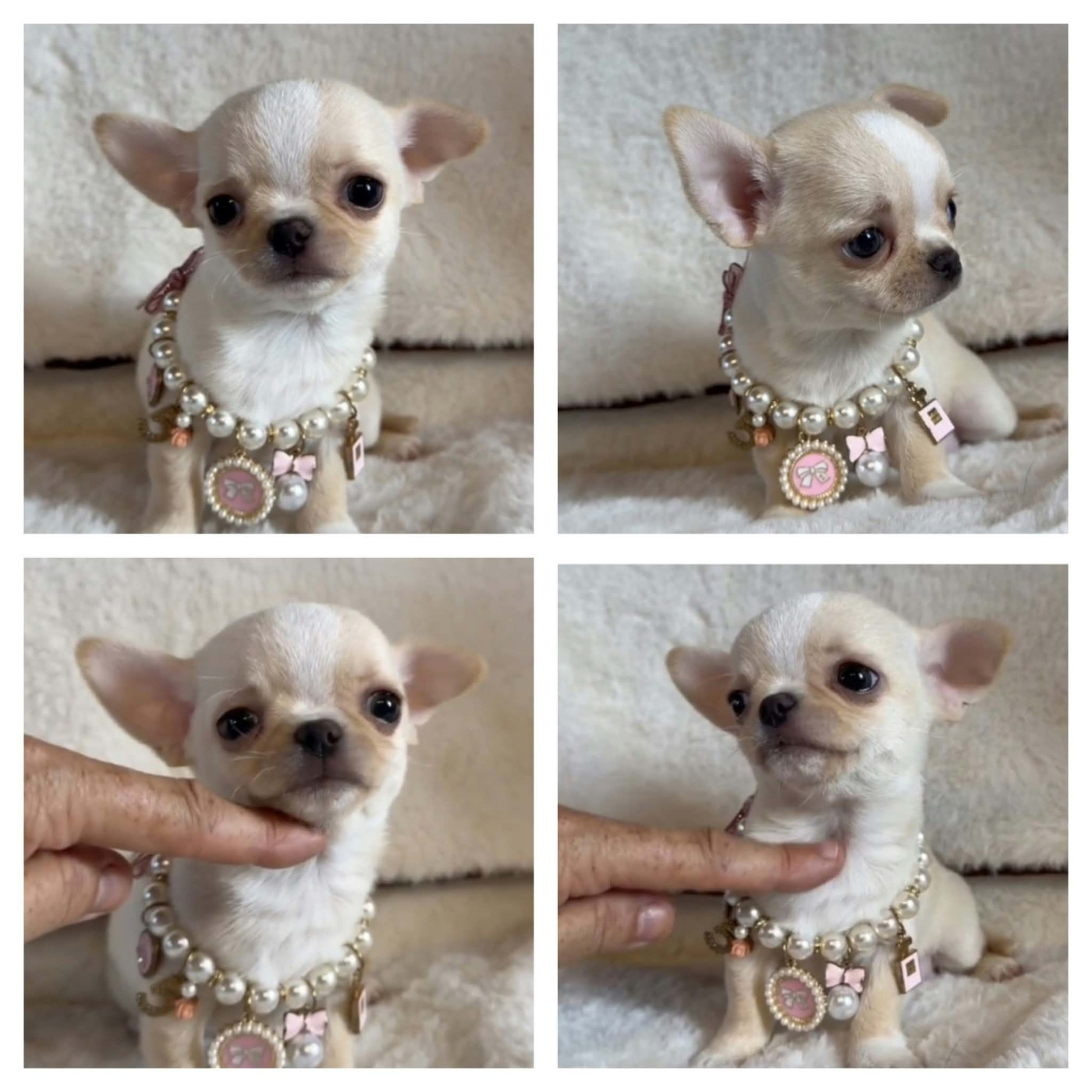 Du Grand Nocq - Chiots disponibles - Chihuahua