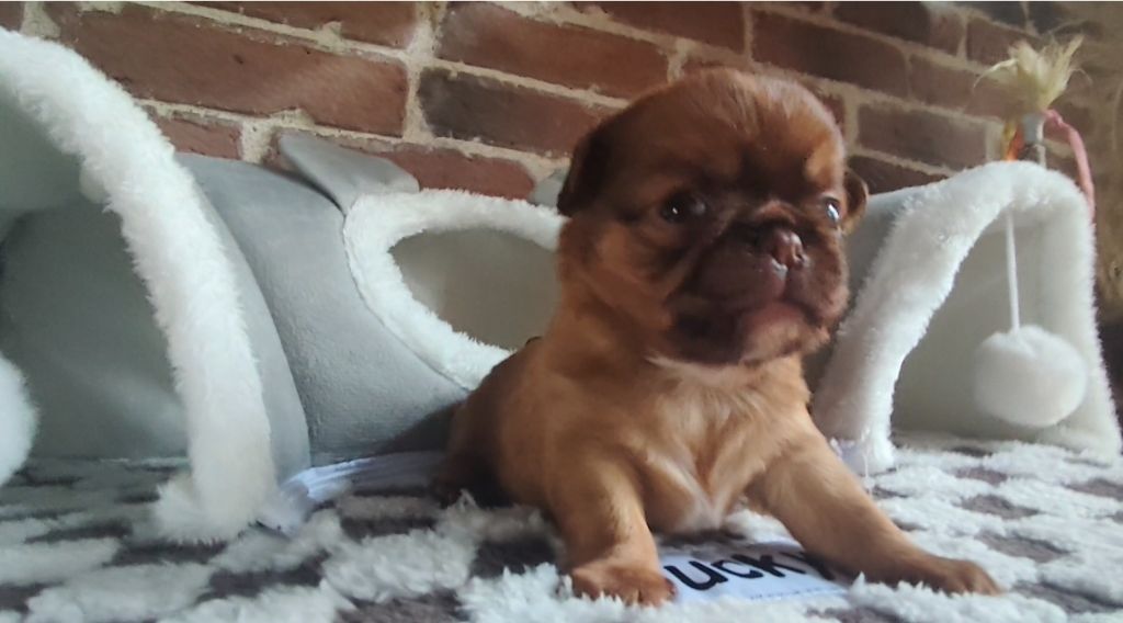 Du Grand Nocq - Chiots disponibles - Petit Brabançon
