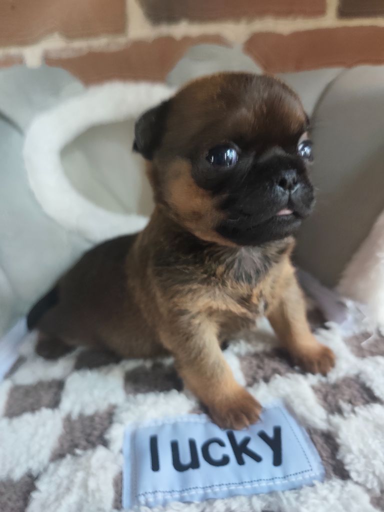 Du Grand Nocq - Chiots disponibles - Petit Brabançon