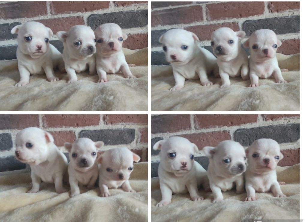 Chiot Chihuahua Du Grand Nocq