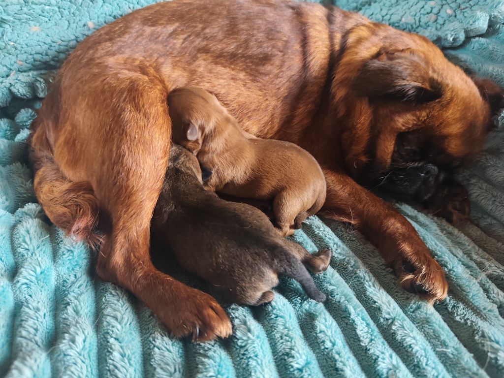 Chiot Petit Brabançon Du Grand Nocq